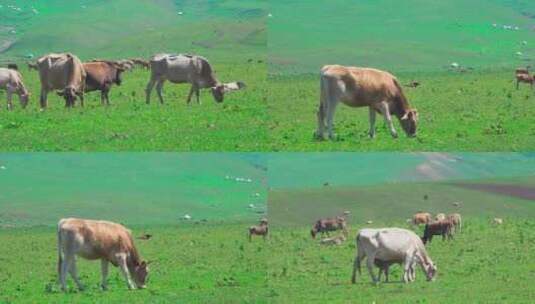 草原上吃草的牛高清在线视频素材下载