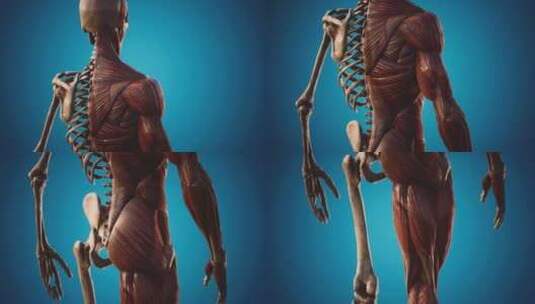 人体肌肉骨骼系统高清在线视频素材下载