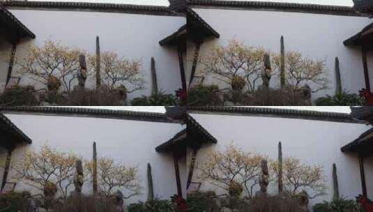 南京夫子庙瞻园古风白墙腊梅高清在线视频素材下载