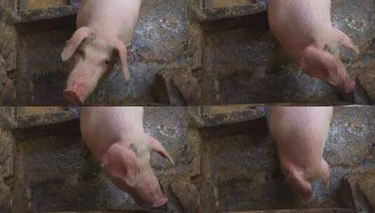 农村猪圈圈养猪高清在线视频素材下载