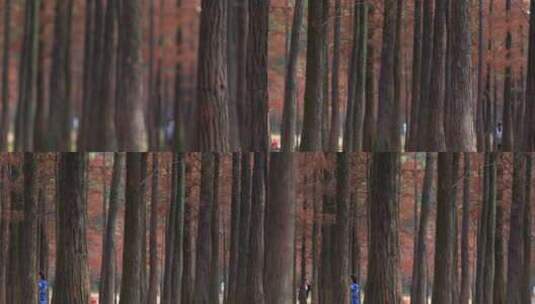 广州番禺大夫山森林公园落羽杉红叶秋景高清在线视频素材下载