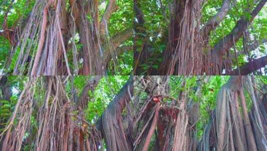 西双版纳傣族自治州热带雨林榕树下垂的树须高清在线视频素材下载