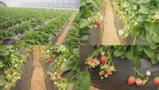 水果 实 大棚种植 草莓花 牛奶草莓高清在线视频素材下载