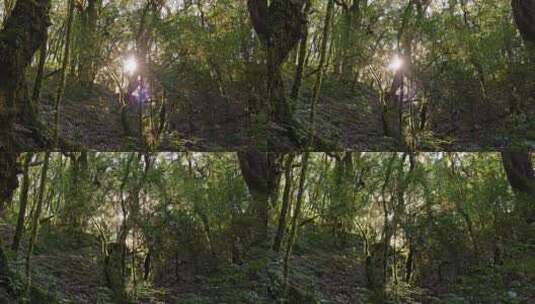 逆光阳光照射原始森林高清在线视频素材下载