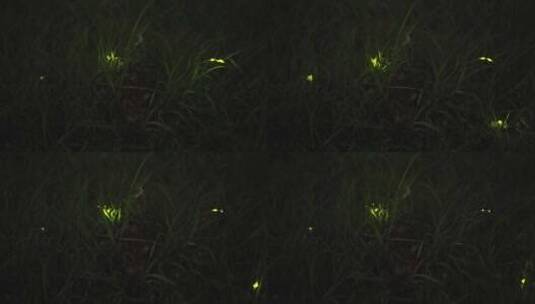 夏天夜晚树林里萤火虫发光高清在线视频素材下载
