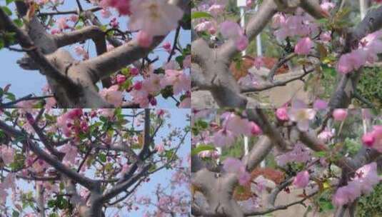 春天秋天樱花树枝叶植物特写风景视频素材高清在线视频素材下载