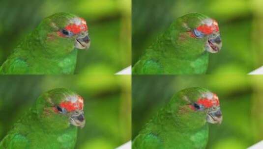 一只未成熟的雄性斑点鹦鹉，斑点鹦鹉，在茂高清在线视频素材下载
