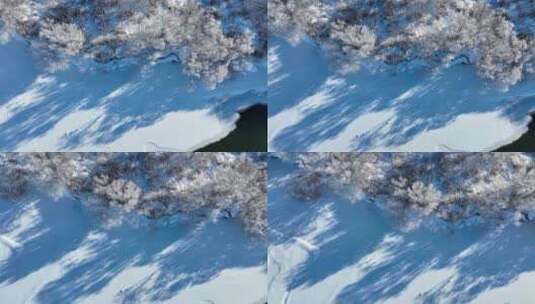 灌木丛雾凇雪景高清在线视频素材下载