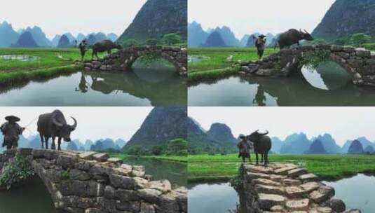 广西桂林状元桥老人牵牛 意境高清在线视频素材下载