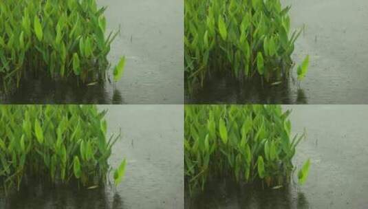 （慢镜）下雨天雨水落在湖面上水草摇曳高清在线视频素材下载