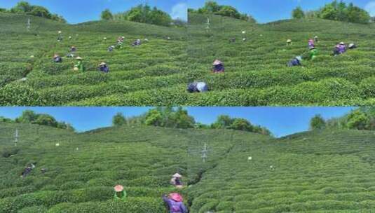 航拍茶园 茶山 茶叶种植 西湖龙井高清在线视频素材下载