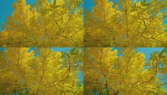 秋天阳光金黄色的大树特写高清在线视频素材下载