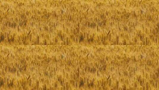 金黄色的小麦麦田麦穗麦浪高清在线视频素材下载
