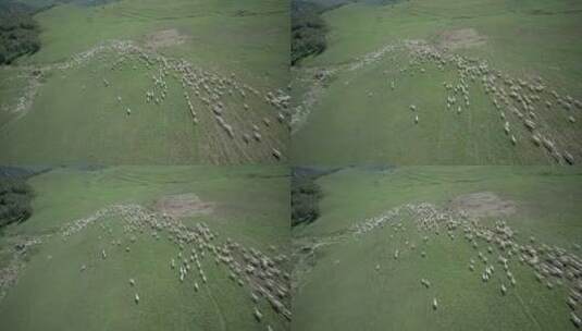 内蒙古大草原上奔跑的羊群小羊羔高清在线视频素材下载
