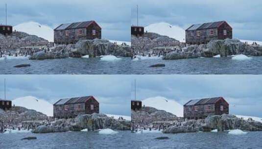 洛克罗伊港巴布亚企鹅在南极洲的殖民地，南高清在线视频素材下载