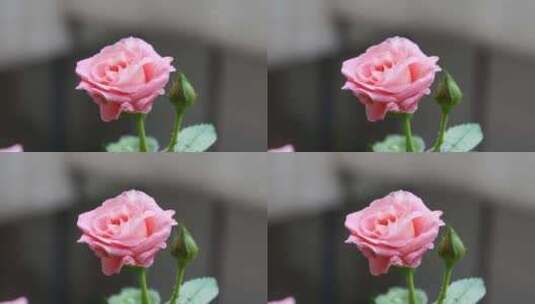 【自然】春天夏天粉红色盛开的月季蔷薇玫瑰高清在线视频素材下载