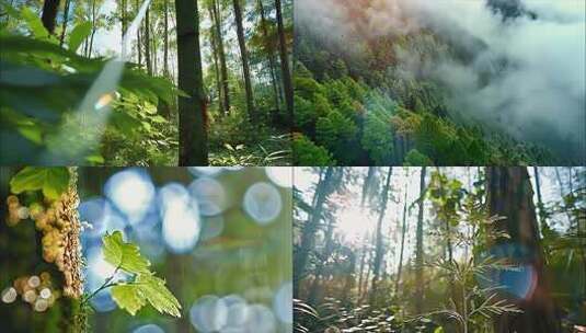 森林清晨树林阳光大自然生态植物树叶风景风高清在线视频素材下载