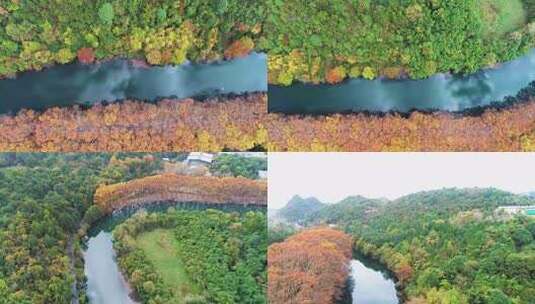 航拍贵州贵阳城市黄金大道梧桐秋景生态高清在线视频素材下载