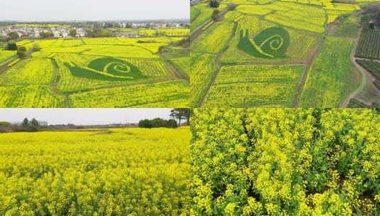 俯瞰多彩油菜花田 中间有蜗牛图案高清在线视频素材下载