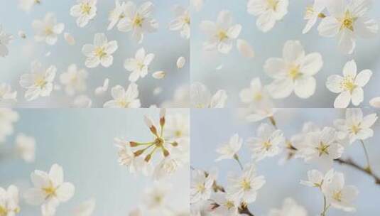 空中飘落的白色花朵高清在线视频素材下载