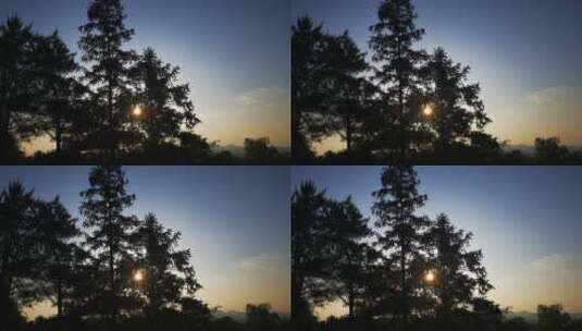 实拍大自然阳光透过树枝高清在线视频素材下载