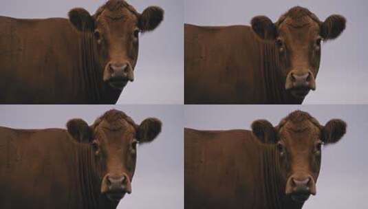 老牛在凝视镜头高清在线视频素材下载