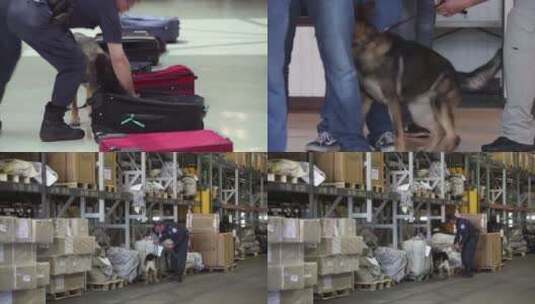 巡逻队带着缉毒犬巡逻高清在线视频素材下载