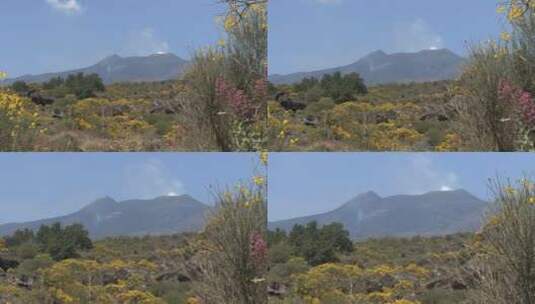 西西里岛埃特纳火山口脚下的鲜花高清在线视频素材下载