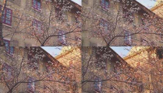 武汉大学老建筑前樱花绽放高清在线视频素材下载