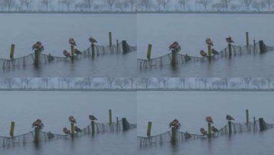 194 杭州 西湖 下雨天 鸳鸯高清在线视频素材下载