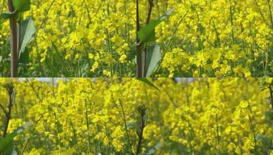 油菜花 蜜蜂采蜜 唯美油菜花高清在线视频素材下载