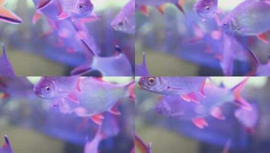 观赏鱼市场水族箱里游泳的鱼高清在线视频素材下载