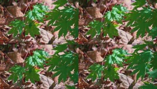 树林中阳光下的树叶逆光光影空镜高清在线视频素材下载