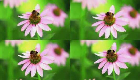 美丽花朵上的大黄蜂高清在线视频素材下载