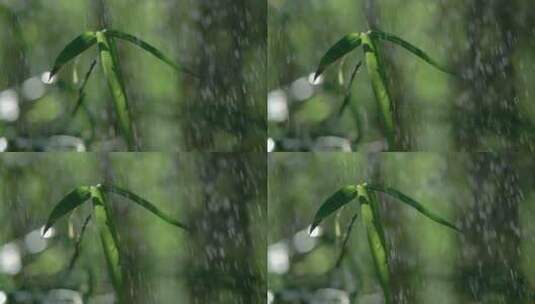 森林树林下太阳雨，唯美竹林雨景视频素材高清在线视频素材下载
