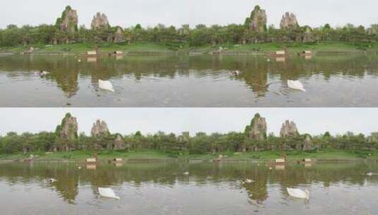 山水场景天鹅鸭子在水面游动高清在线视频素材下载
