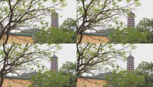 浙江普陀山宝陀禅寺建筑4K实拍视频高清在线视频素材下载