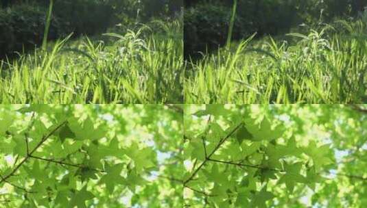 西安立夏植物与明媚阳光高清在线视频素材下载