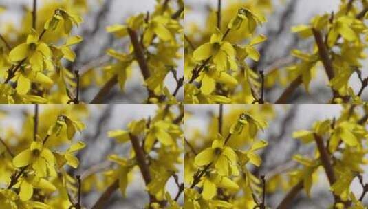 特写迎春花连翘报春花黄色花朵高清在线视频素材下载