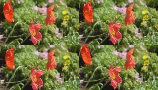 橘红色野花鲜花开花高清在线视频素材下载