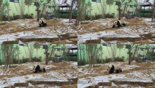 山东泉城欧乐堡动物王国，老虎、熊猫、袋鼠高清在线视频素材下载