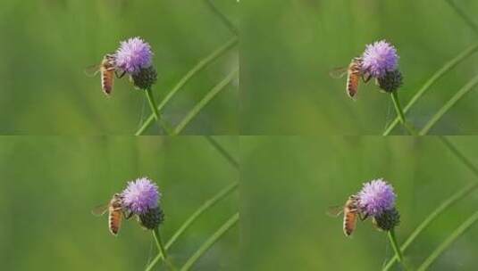 唯美春天蜜蜂采蜜高清在线视频素材下载