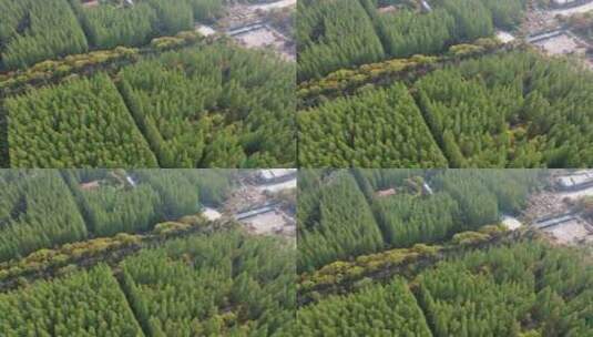 上海 崇明岛 汽车 旅拍 风景 树林高清在线视频素材下载