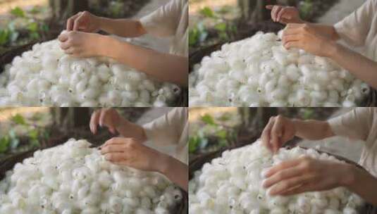 丝绸加工蚕茧桑树煮茧剥茧抽丝纺织高清在线视频素材下载