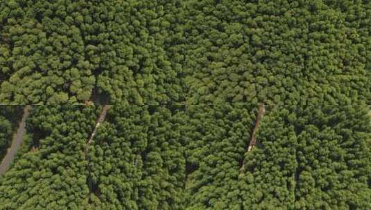 航拍杭州青山湖水上森林高清在线视频素材下载