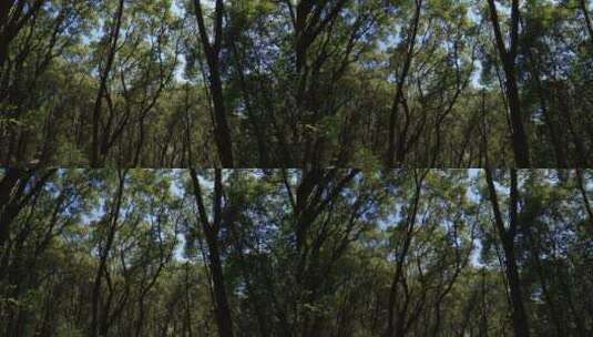 阳光森林4K实拍视频 (42)高清在线视频素材下载