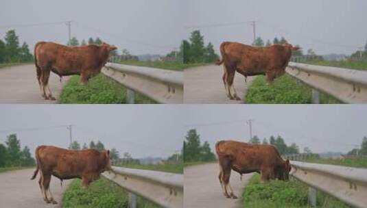 农村马路边上的黄牛高清在线视频素材下载