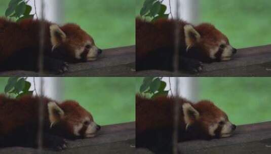 树上睡觉的小熊猫半身高清在线视频素材下载