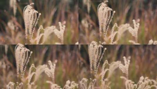 高清芦苇植物慢镜头视频素材高清在线视频素材下载