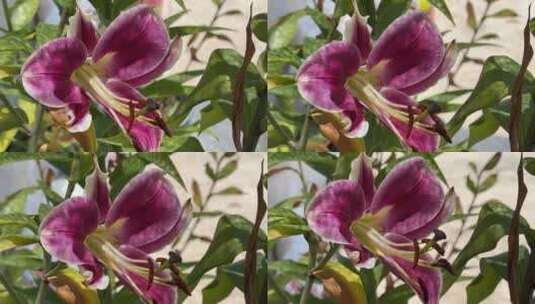 紫色百合花特写镜头高清在线视频素材下载